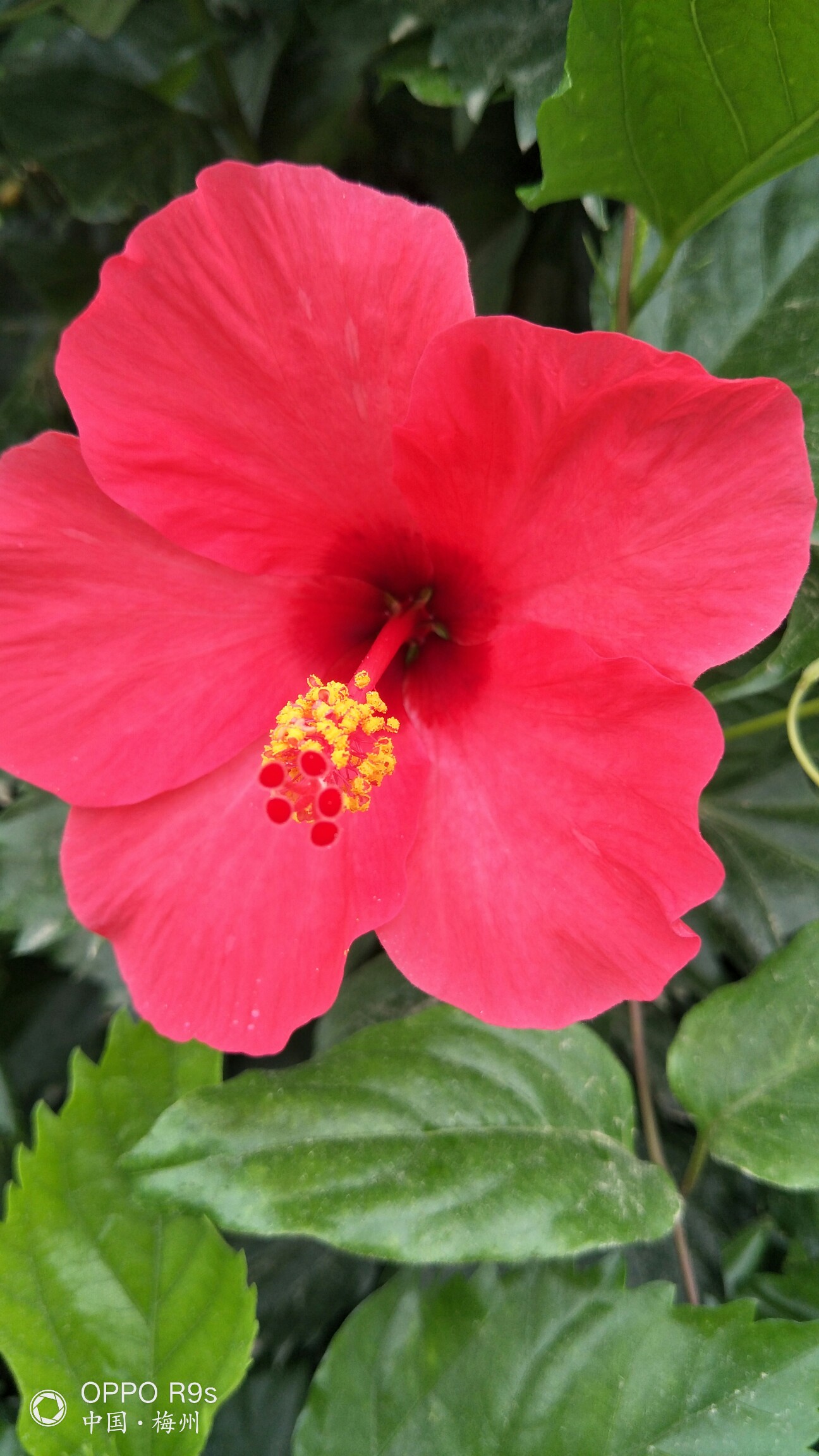 植物日记#大红花