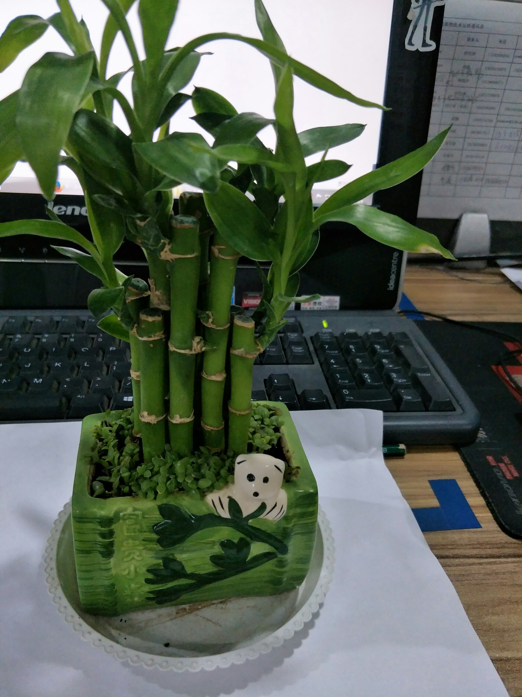 植物日记#有长大了