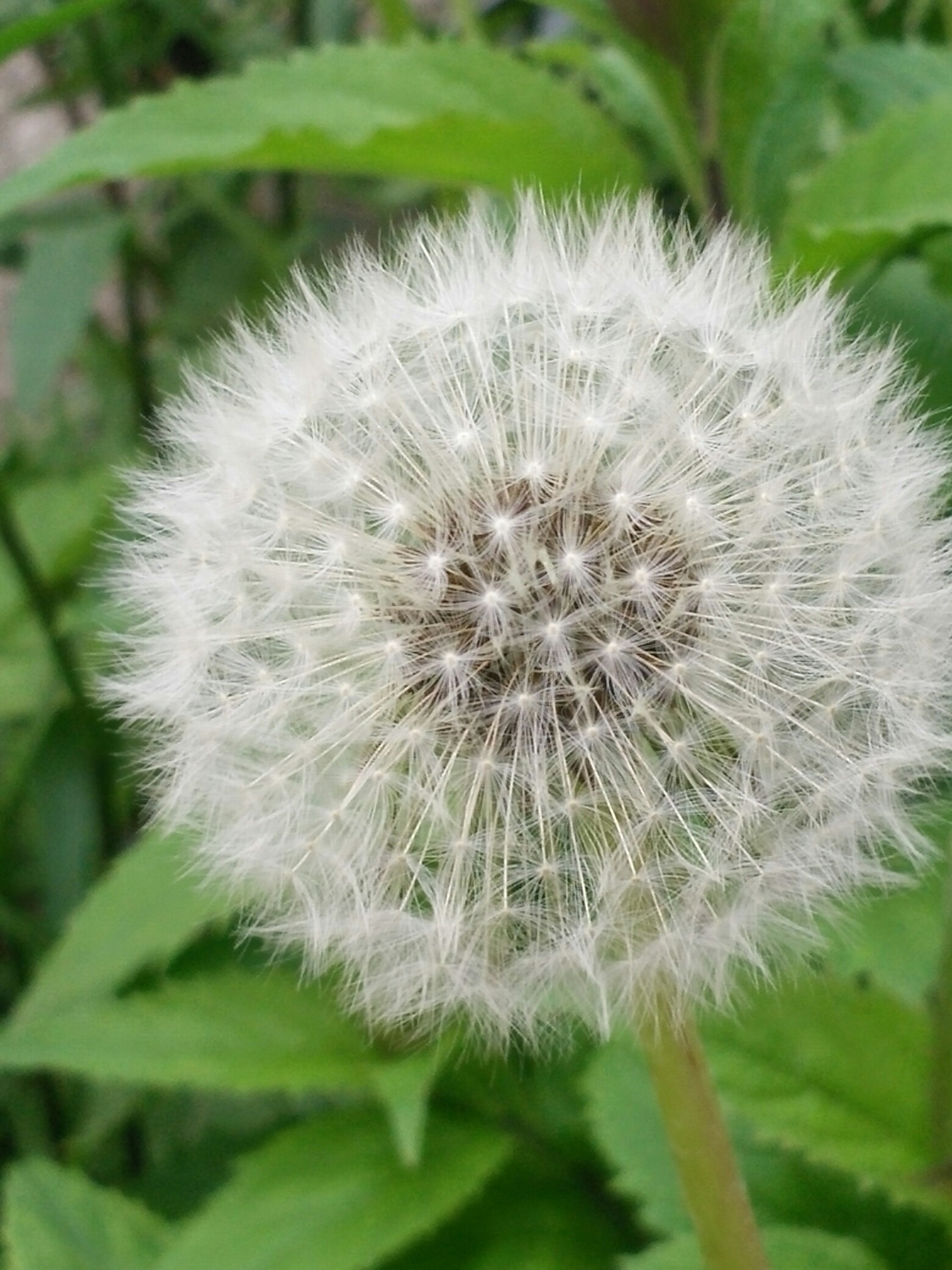 植物日记#即将起飞的蒲公英