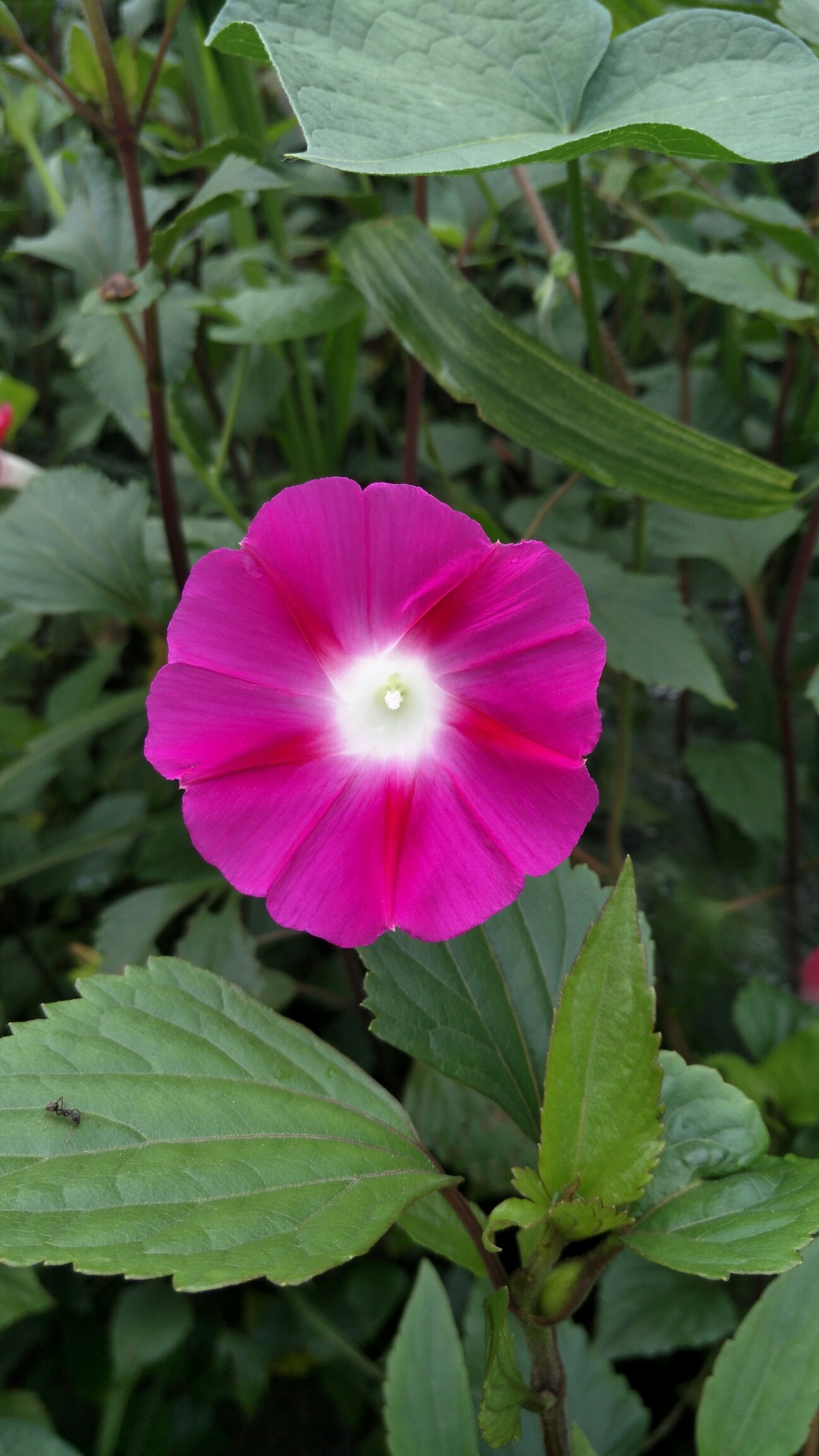 一朵好看的牵牛花.