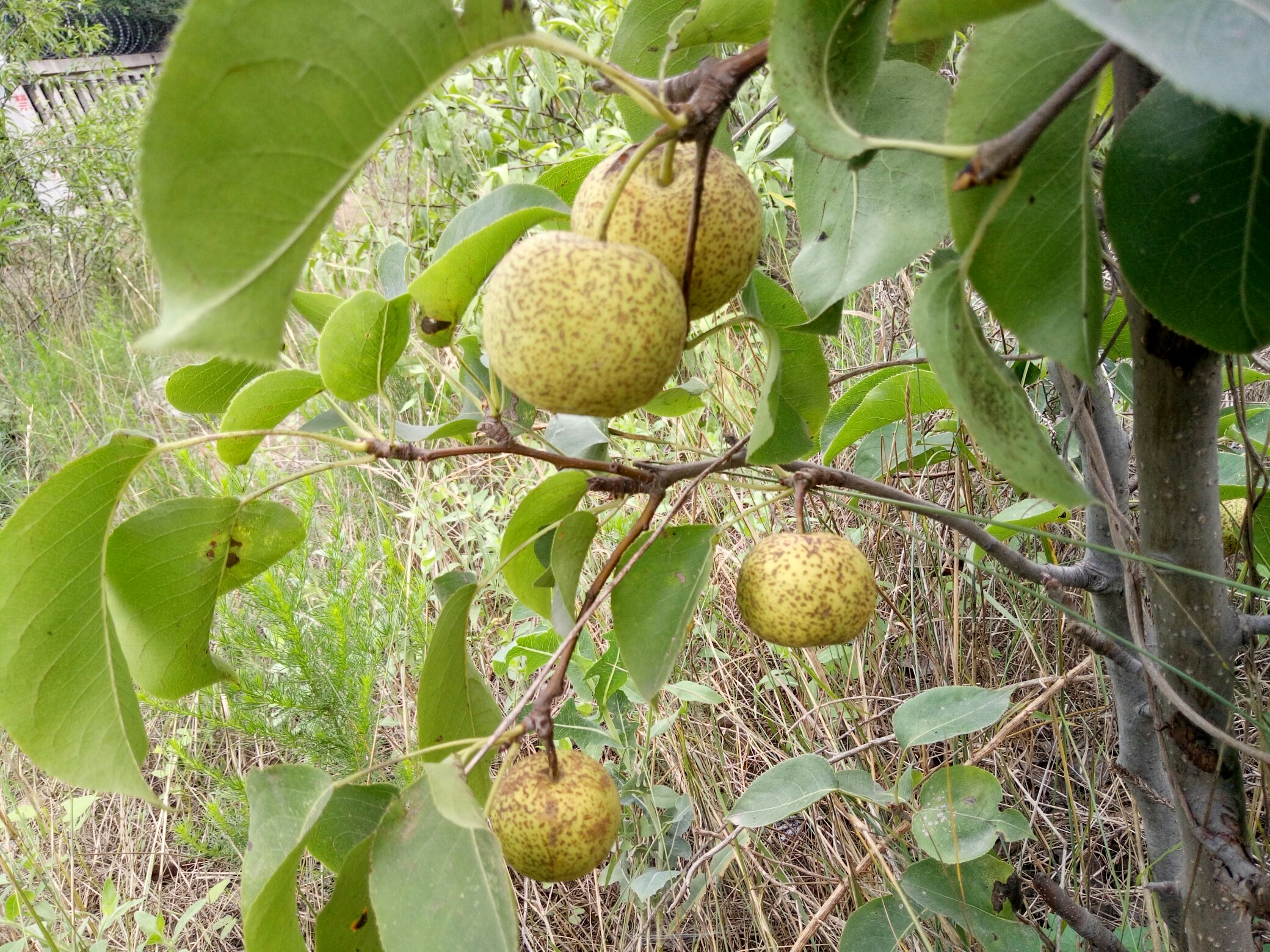 野梨不中吃