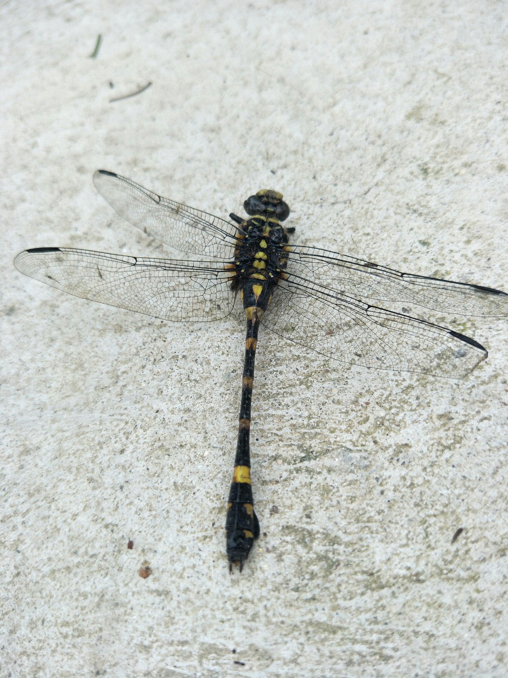捕捉到一只蜻蜓,～盛夏真的来了!