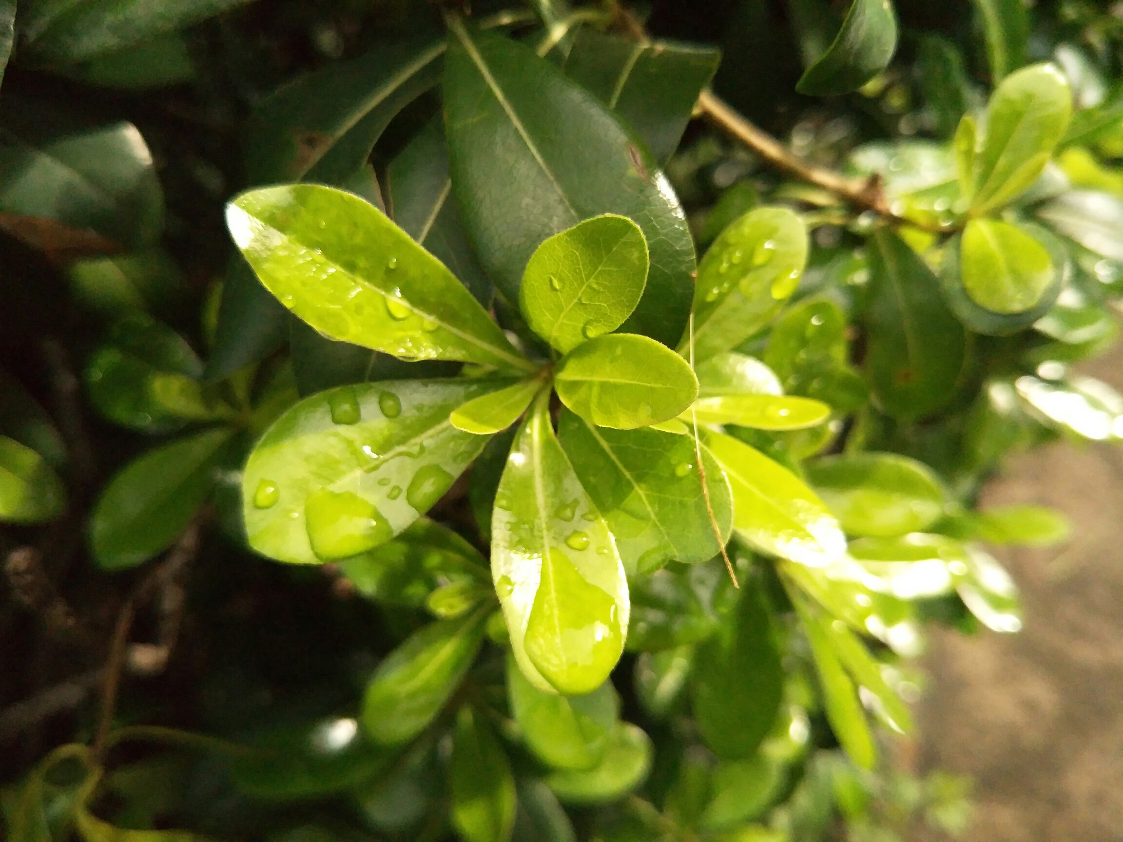 那一抹鲜艳的绿