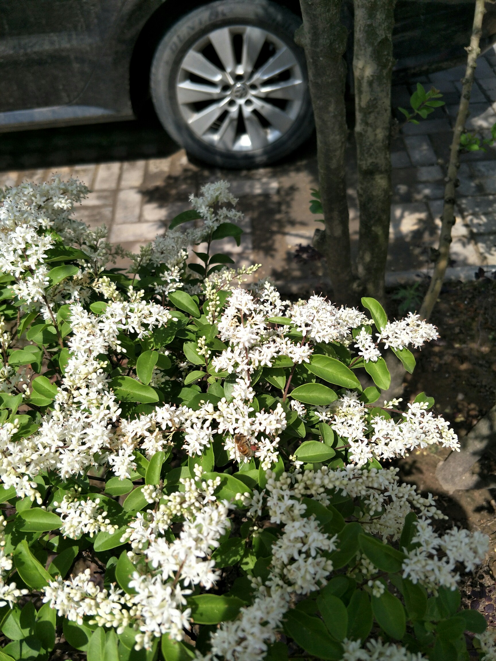 后置拍照党#矮冬青开的花儿吗?_帖子_oppo手机官方社区