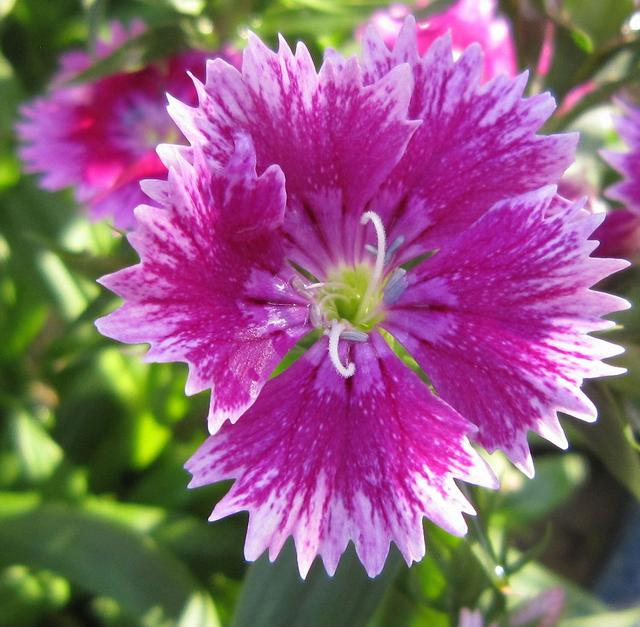 红石竹花_帖子_oppo手机官方社区