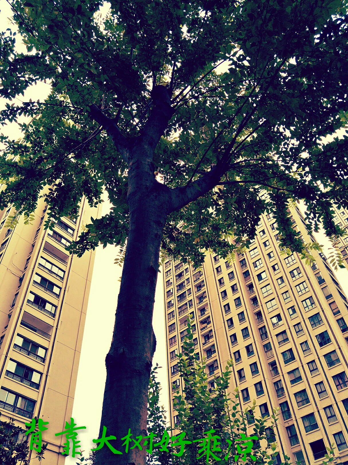 反正拍一夏#这棵枝繁叶茂的大树,高大,健壮,挺拔.