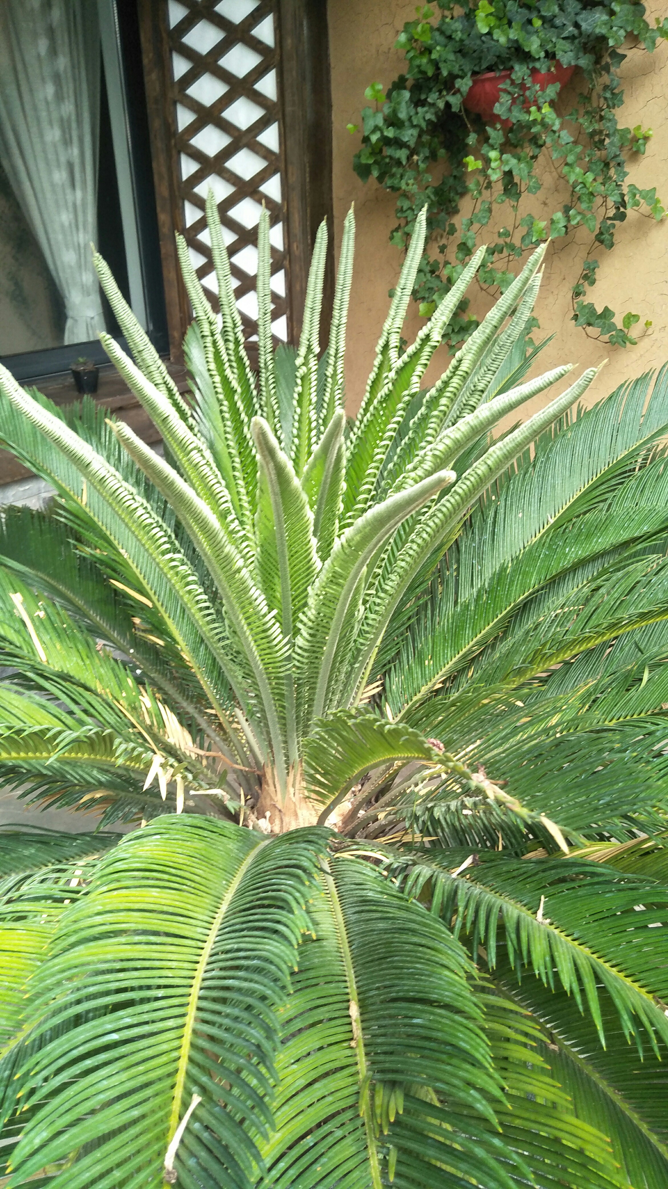 通常只看到铁树坚强的外像,不经意偶遇到了柔软