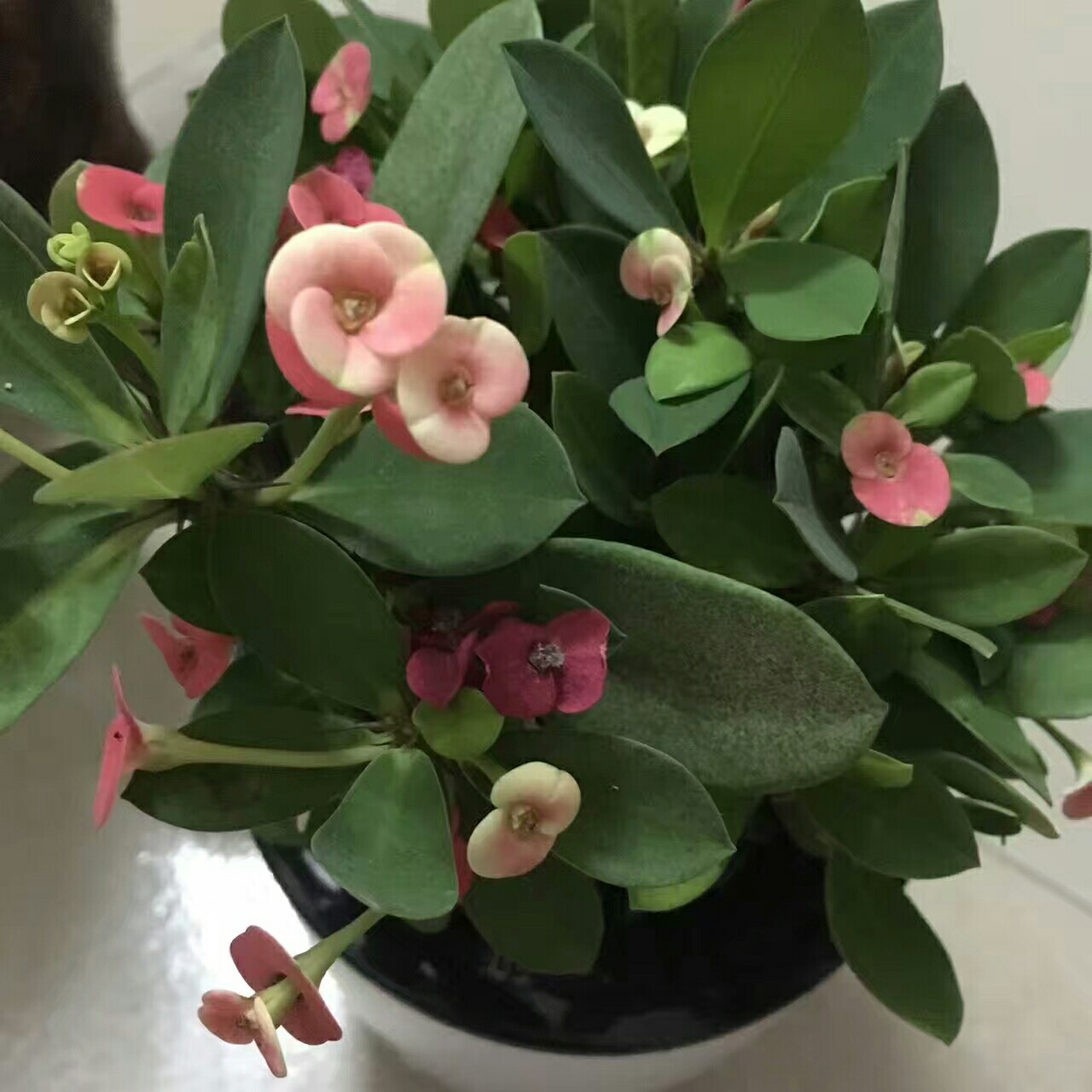 看图,猜猜这是什么花!