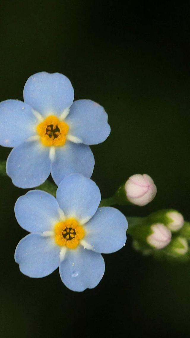 粉蓝勿忘我_帖子_oppo手机官方社区