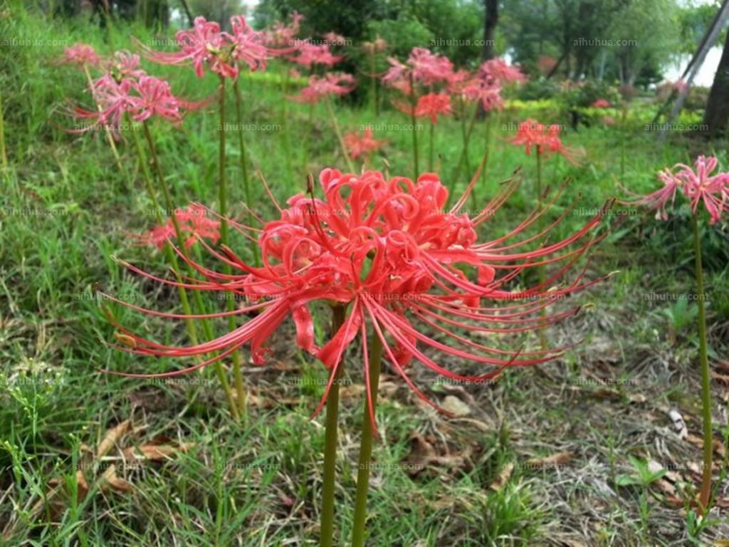 彼岸花_帖子_oppo手机官方社区