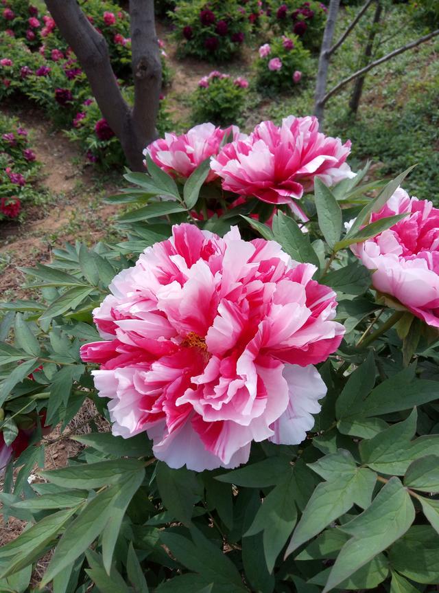 复色牡丹花_帖子_oppo手机官方社区