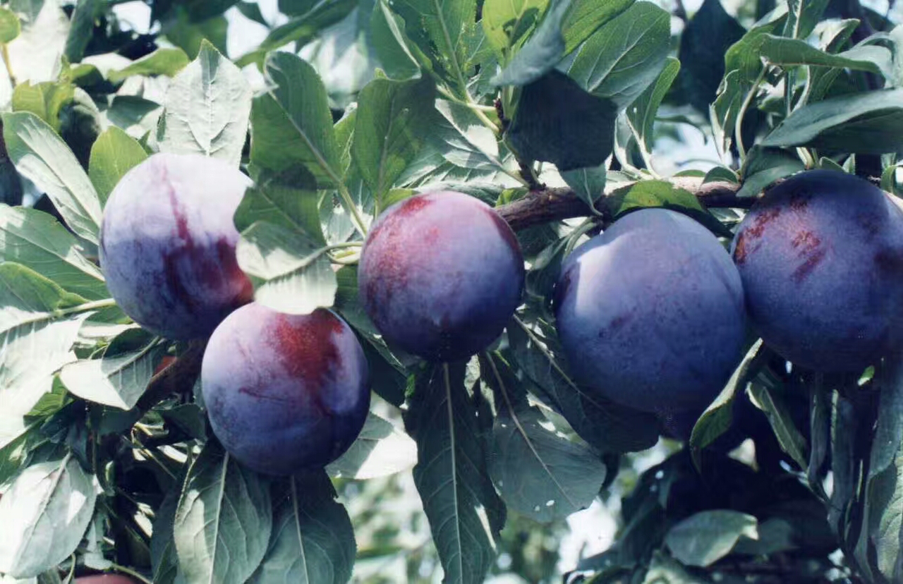 黑琥珀李子……,数量有限,需要的联系,黑布林货源充.