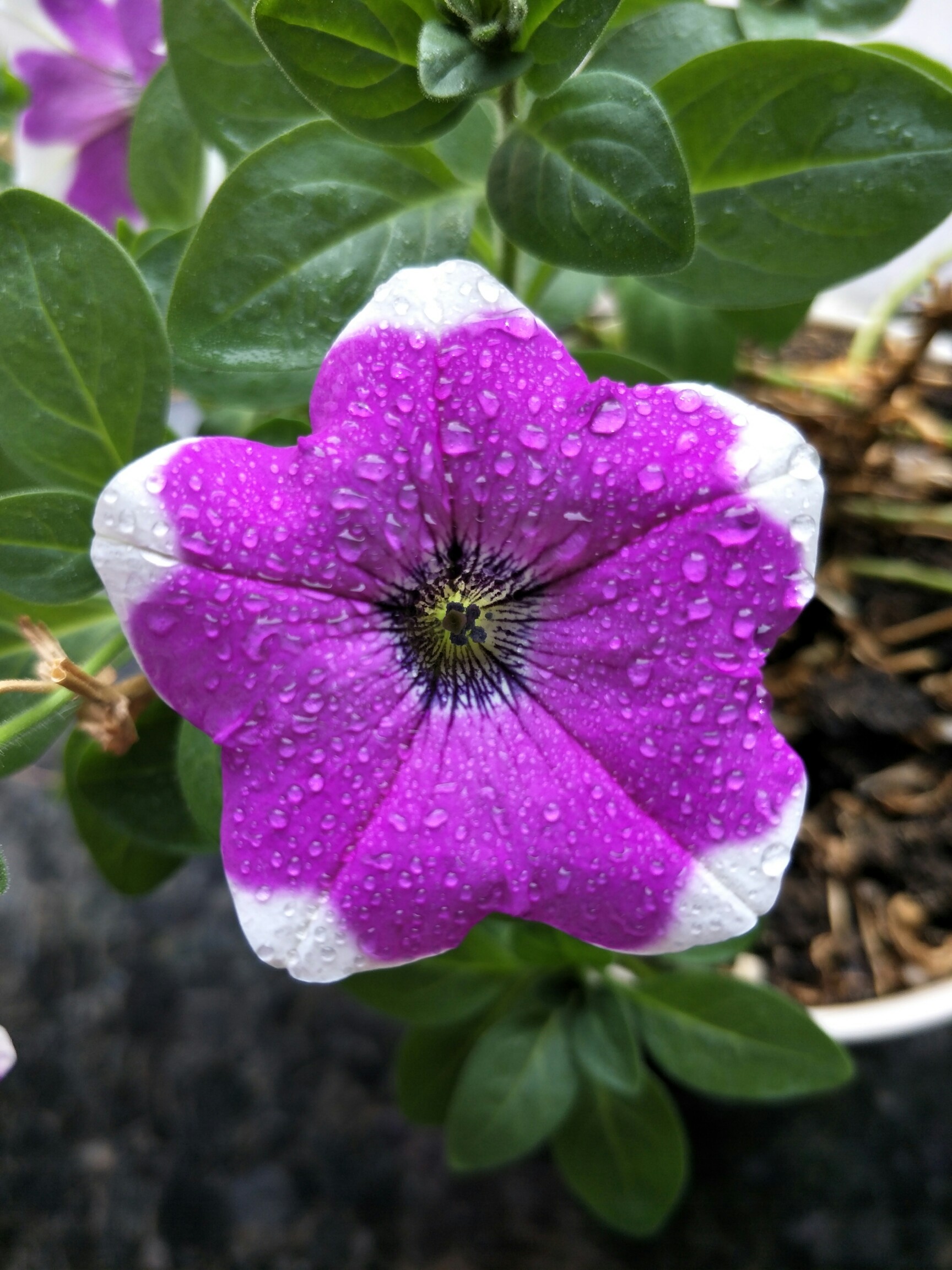 反正拍一夏#鲜花才最美!