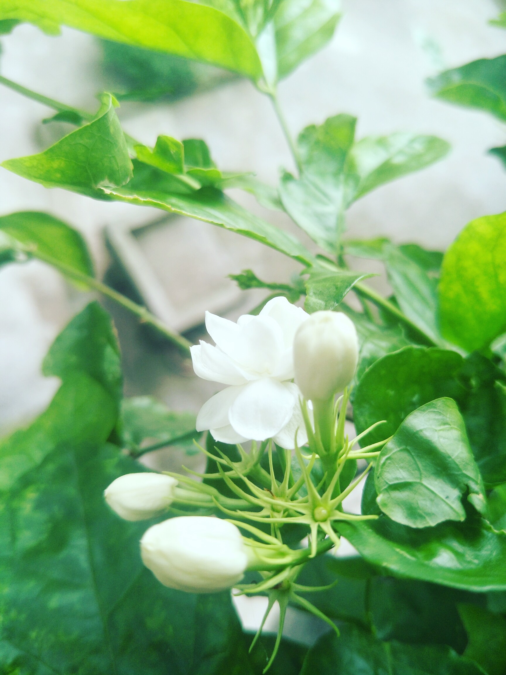 周末fun肆拍#好一朵美丽的茉莉花