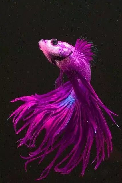 全世界最.罕见最美的鱼,集齐了!之六!