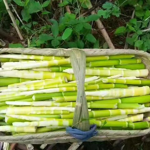 纯天然干细笋 http://***.com/i/1._帖子_oppo手机官方社区