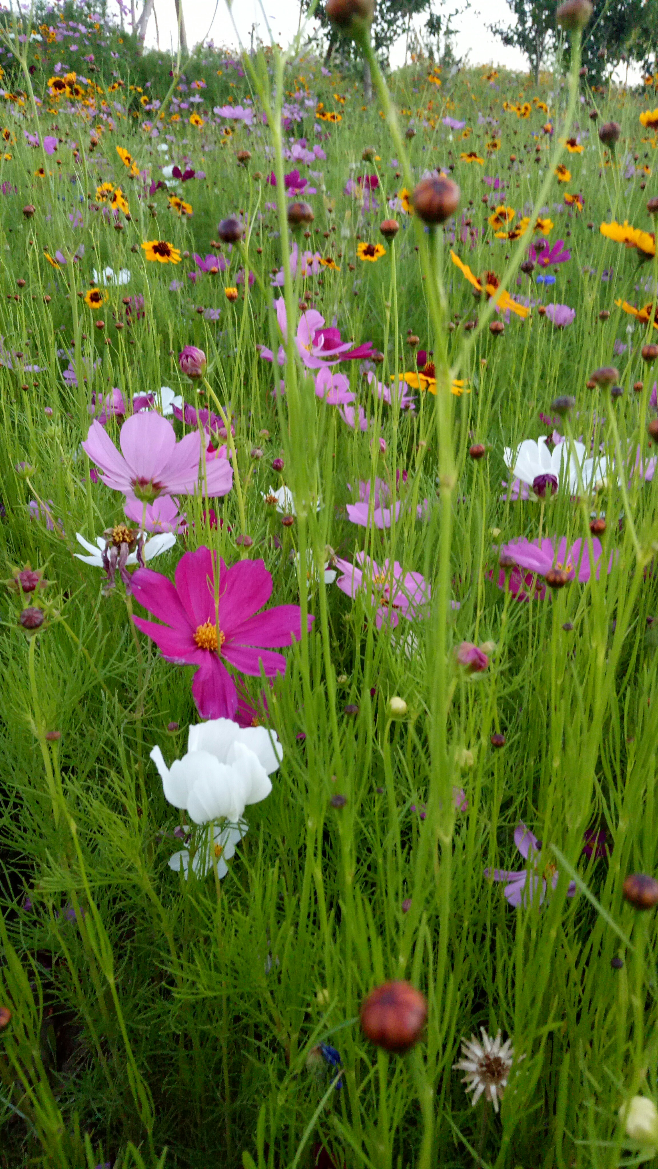 野外的花花草草,看着心情就好.