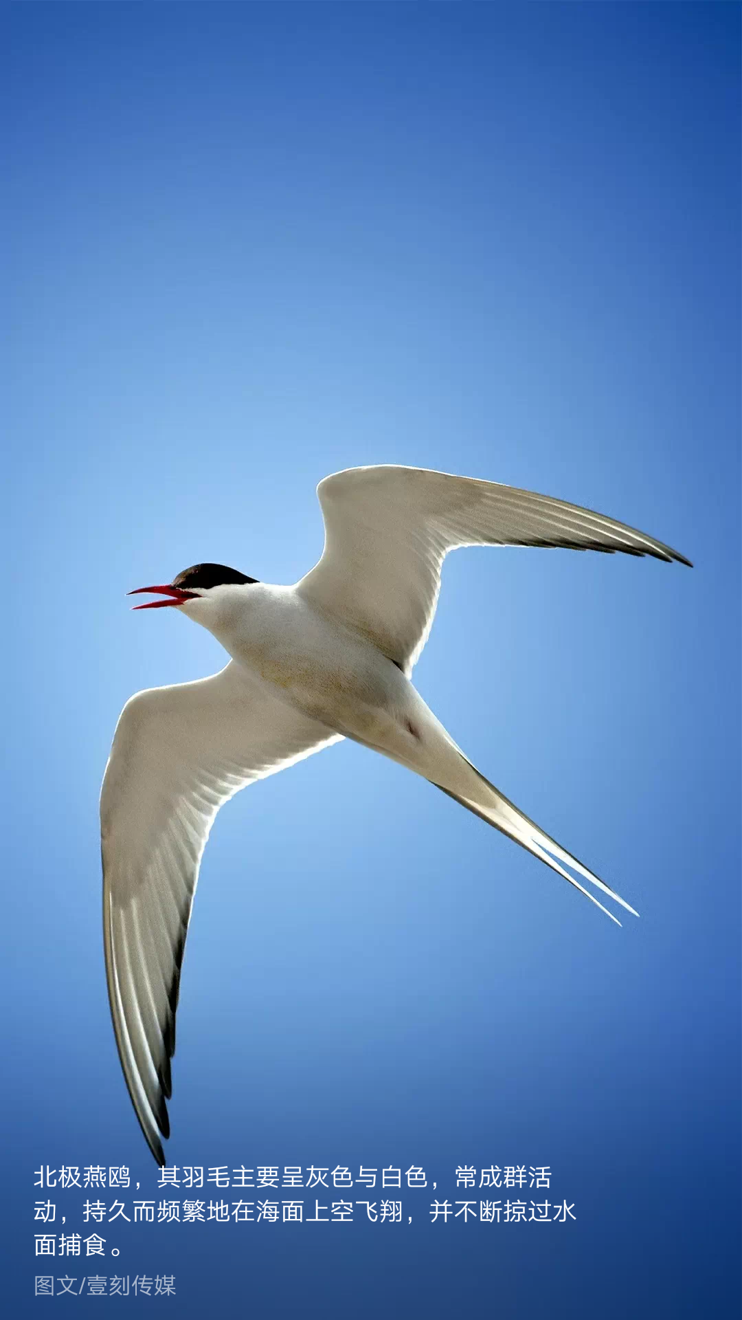 用手机记录生活#优雅圣洁的白色鸟类[表情][表情.