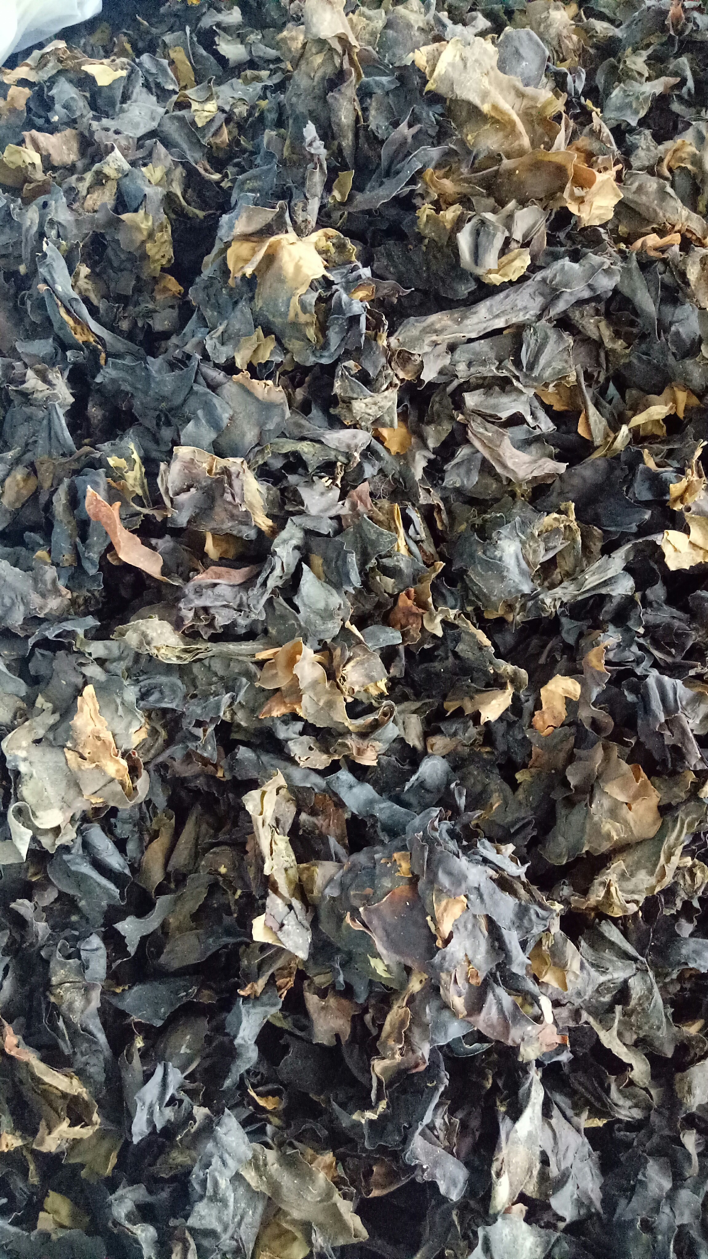 巴戟,威灵仙,昆布,海藻_帖子_oppo手机官方社区