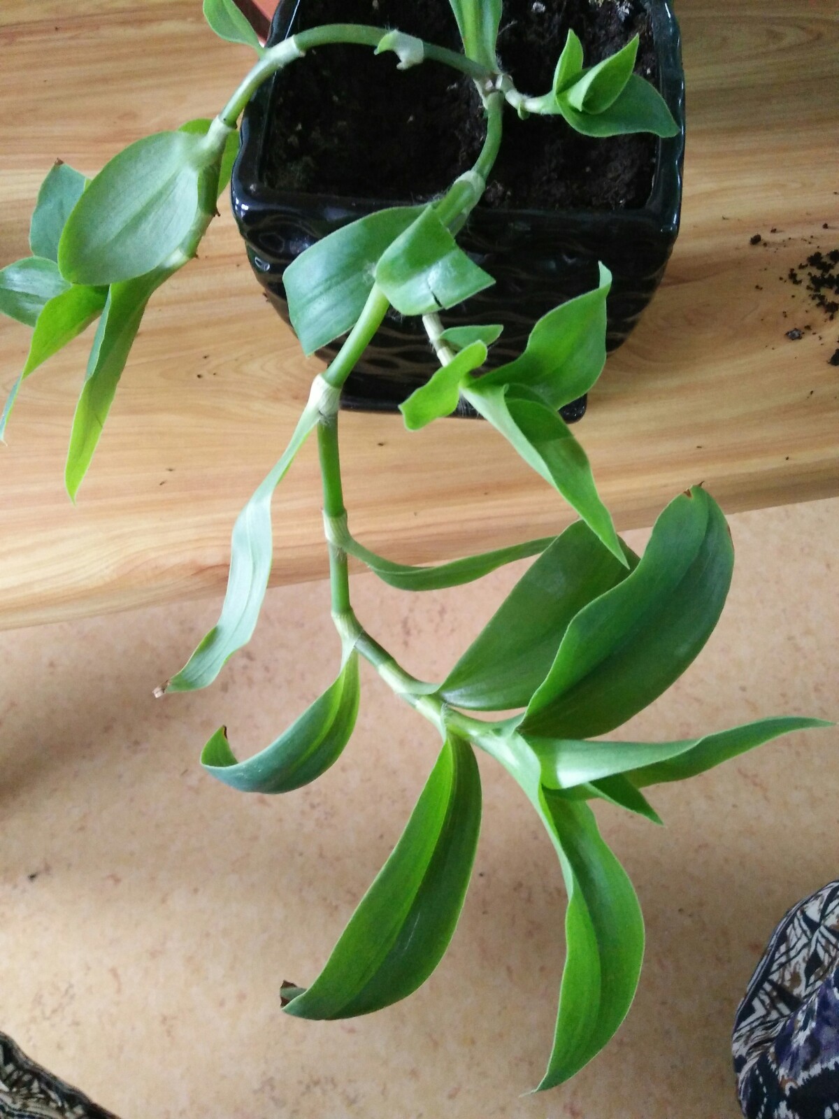 植物日記##今天長這樣##花都開好了#小菊死了,代替它的是肥肥的吊 ..