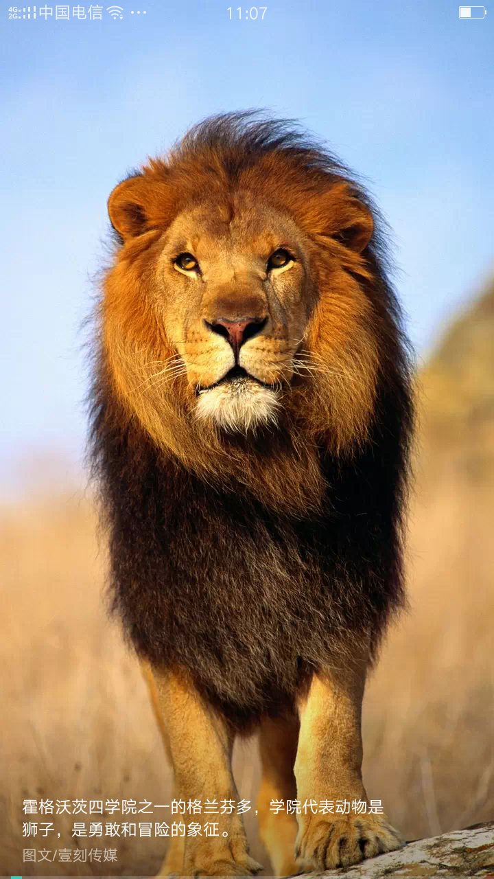 哈利波特里的动物,快来看看