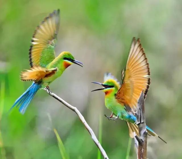 漂亮的情侣鸟_帖子_oppo手机官方社区