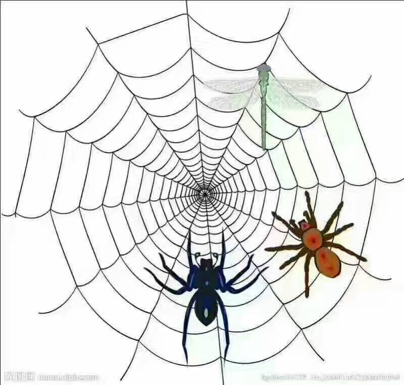 人生就像蛛网