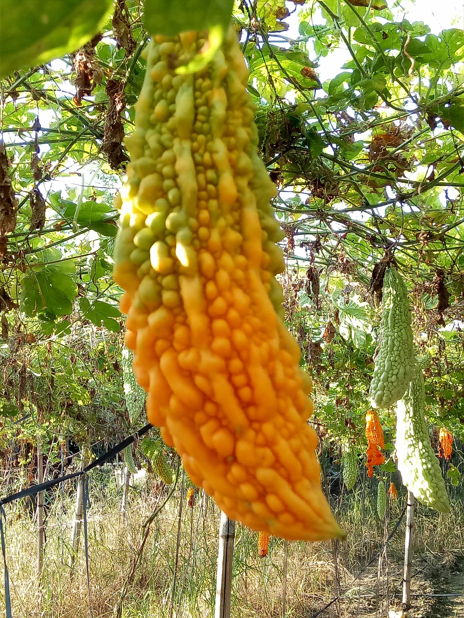 植物日记#熟透的苦瓜_帖子_oppo手机官方社区