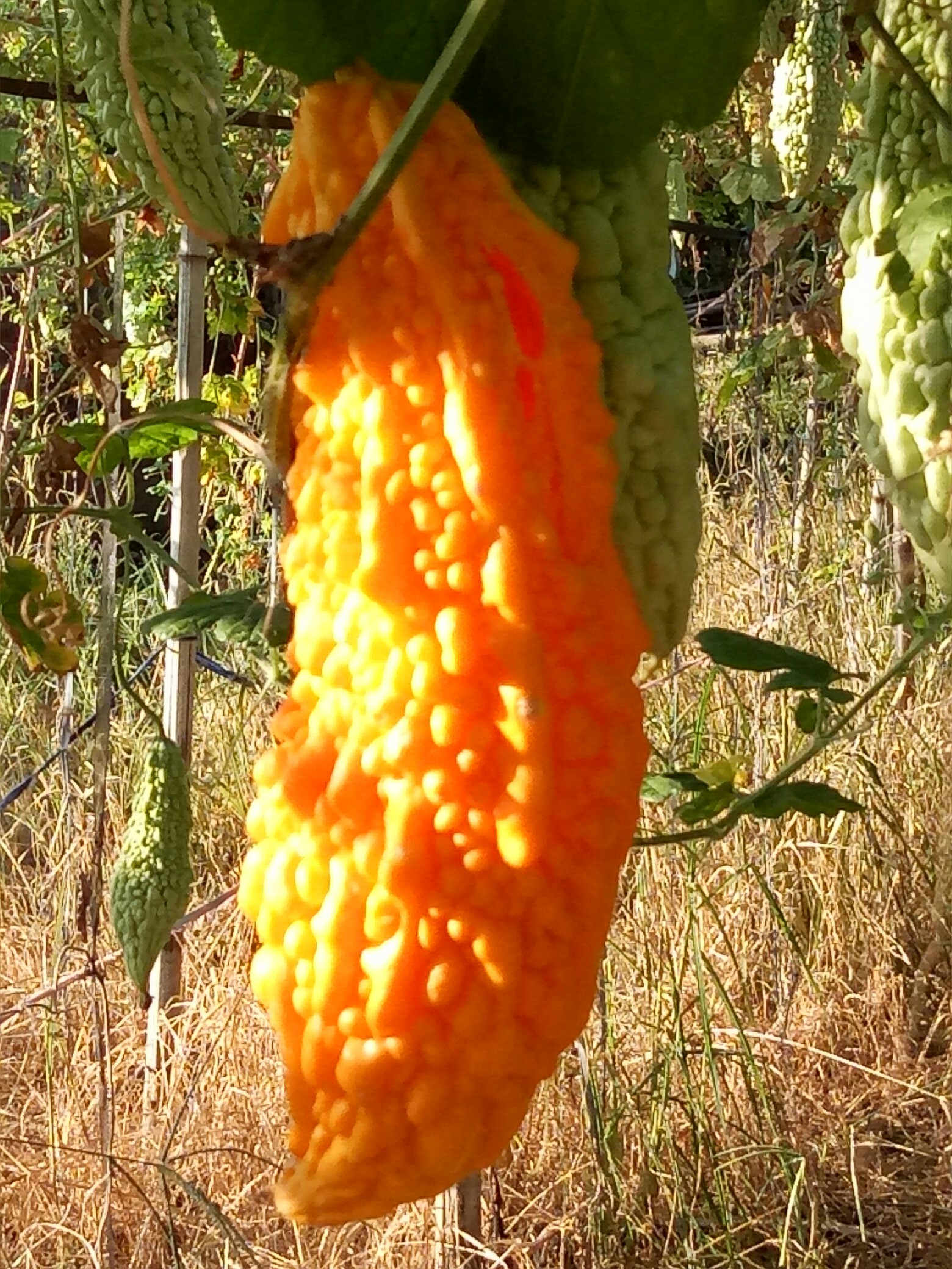 植物日记#熟透的苦瓜_帖子_oppo手机官方社区