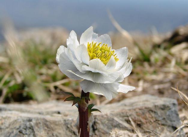 雪莲_帖子_oppo手机官方社区