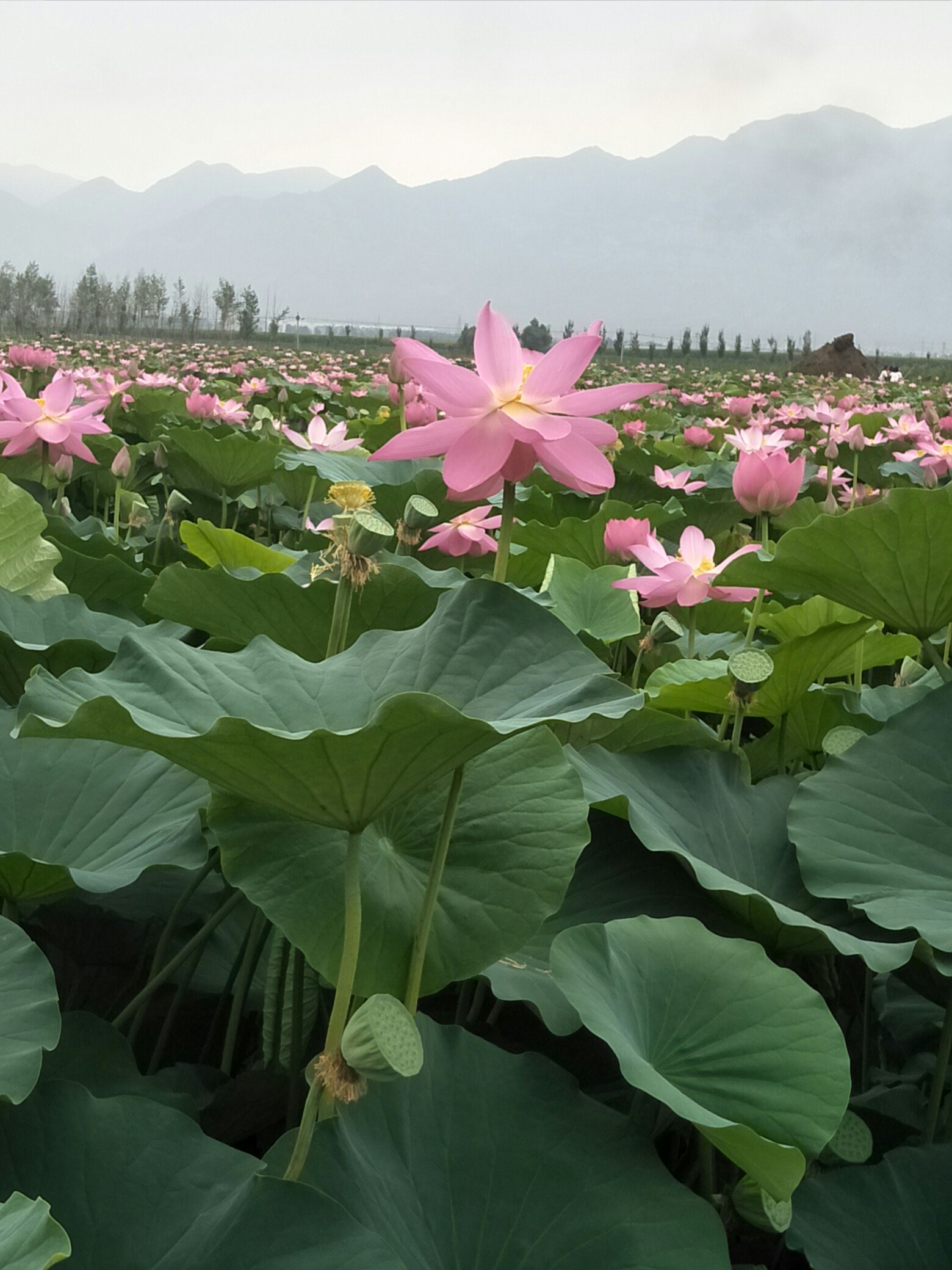 神溪今年荷花季 这个周末画中游_帖子_oppo手机官方社区