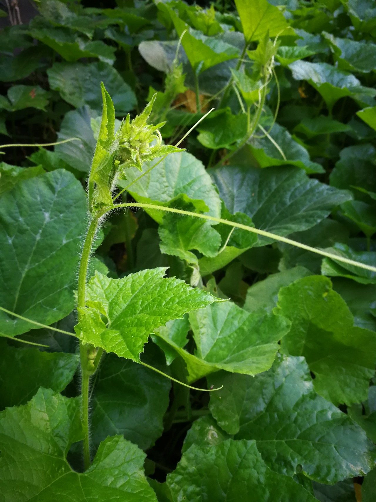 南瓜藤_帖子_oppo手机官方社区