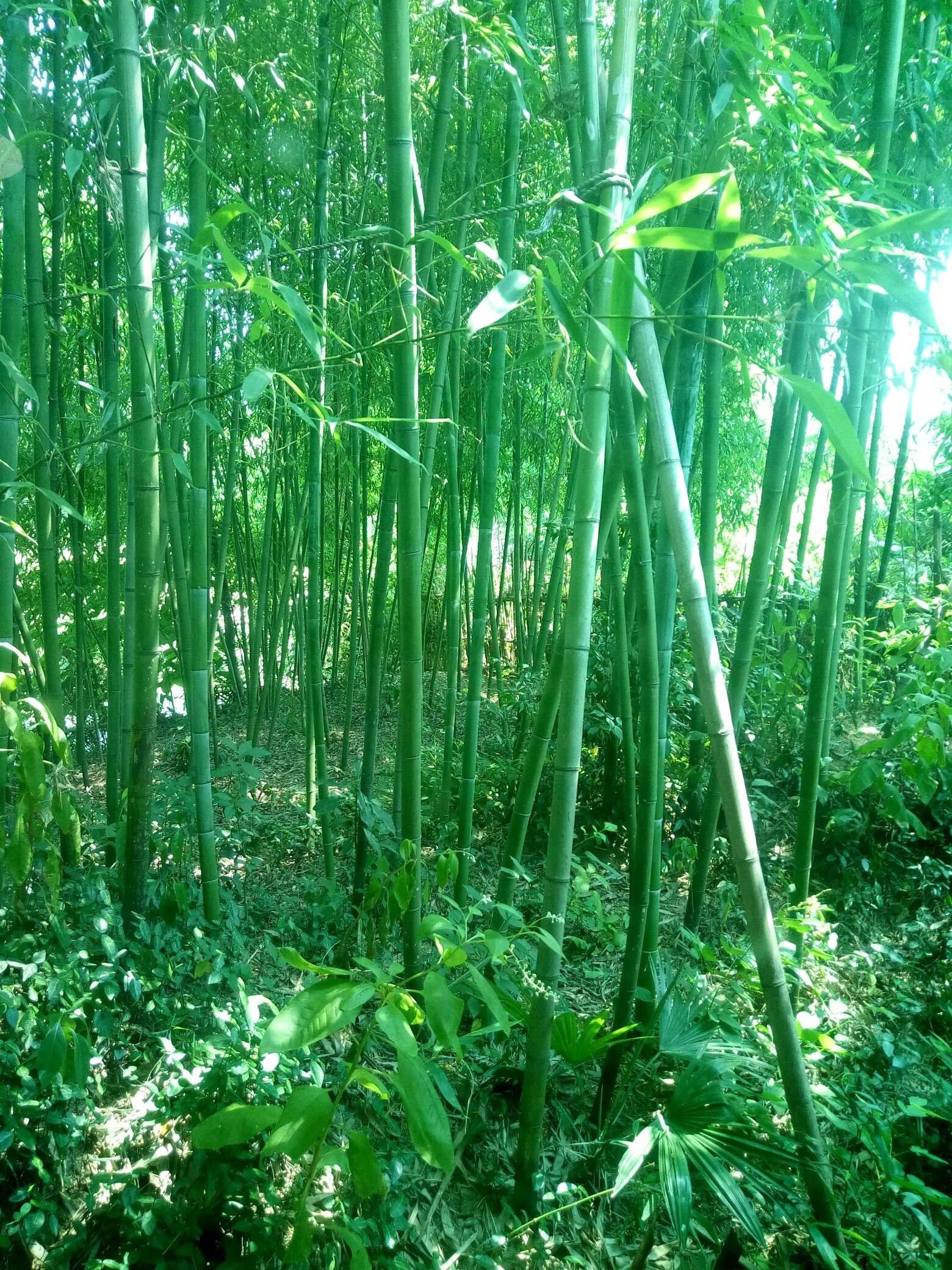 青翠欲滴的竹子