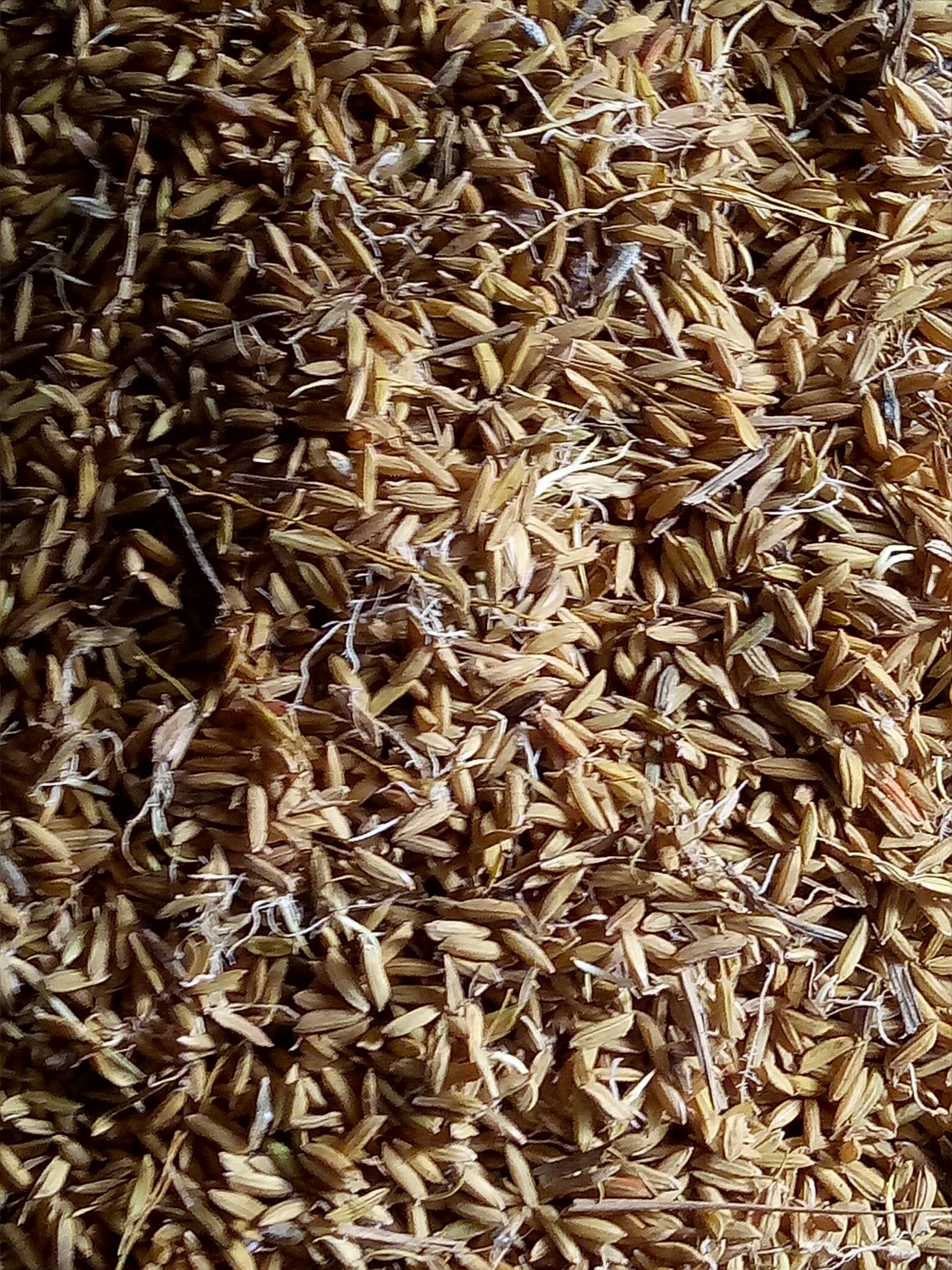 发芽了_帖子_oppo手机官方社区