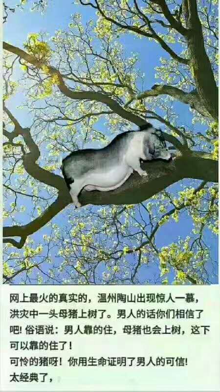 猪上树带字的图片大全,猪的图片,猪的图片卡通_大山谷图库