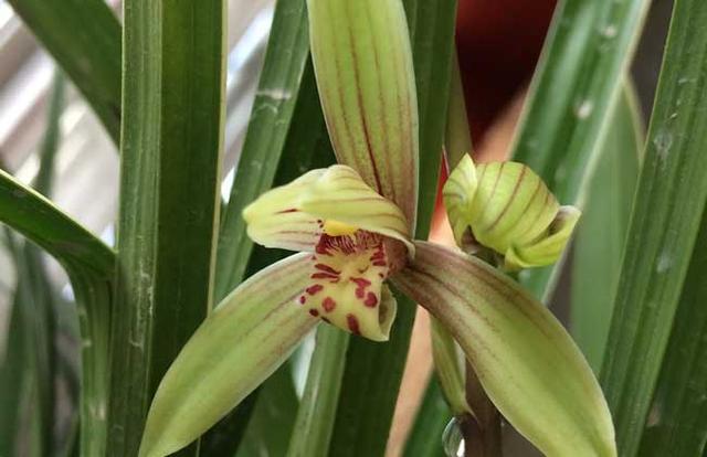 多彩植物