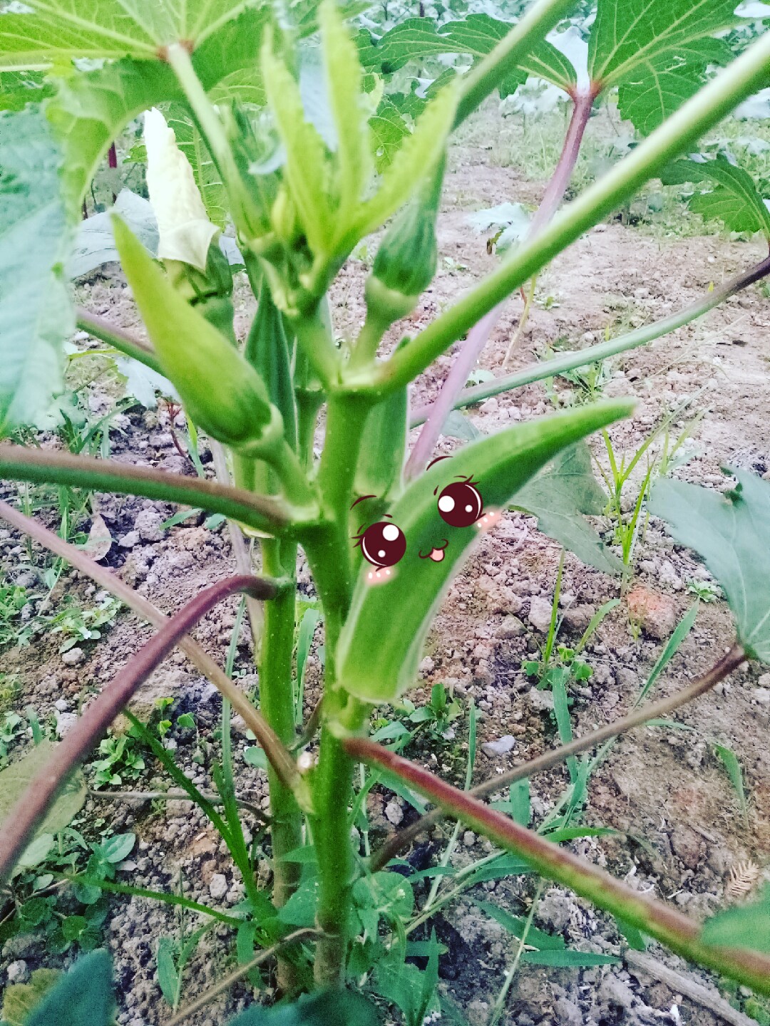 俺家秋葵结果了