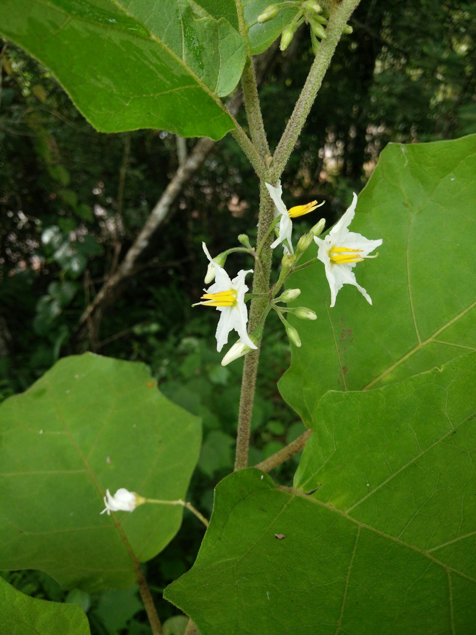 白花苦果图片