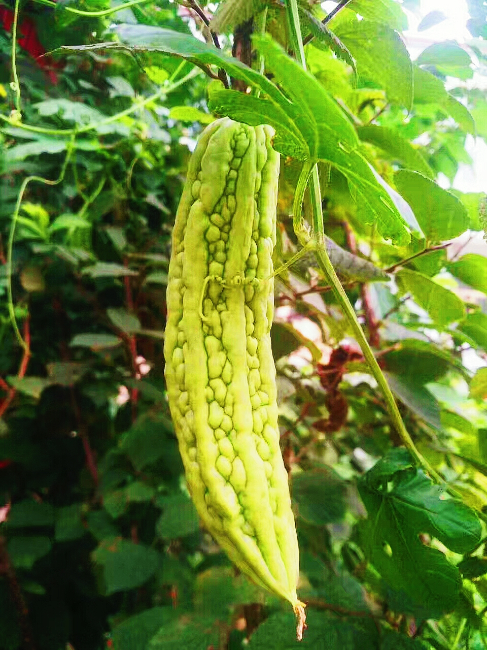 看得见的味道##植物日记##用手机记录生活#苦瓜虽苦,但成熟后心里是