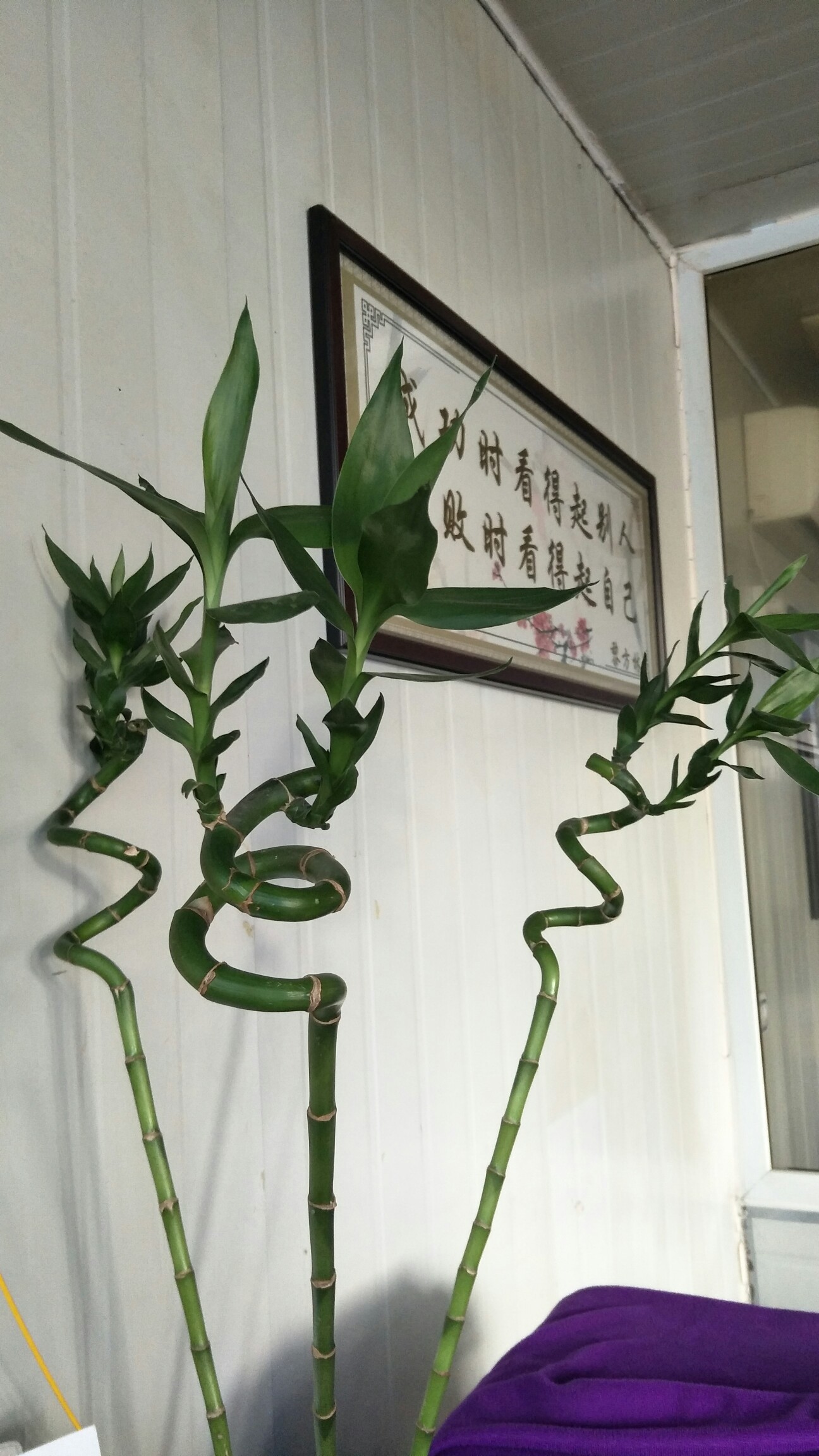   弯弯竹#植物日记