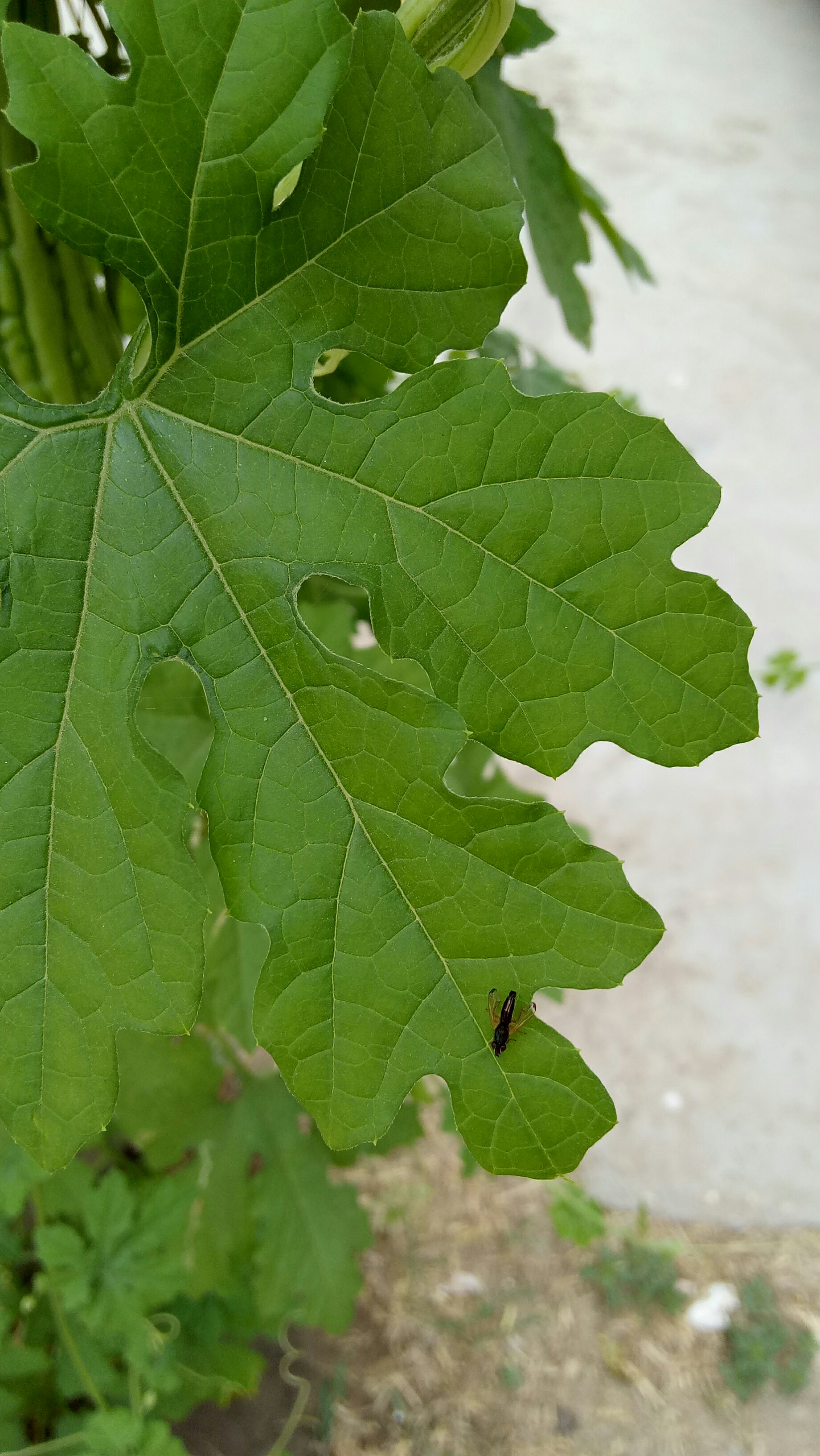 植物日记#苦瓜_帖子_oppo手机官方社区