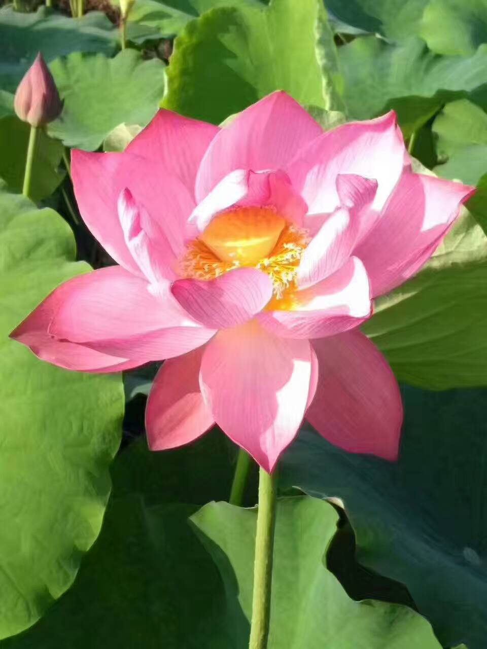 映日荷花别样红,谁家彩练舞池中.