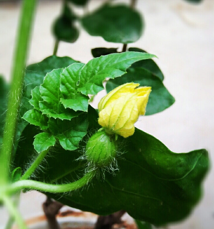 植物日记#宝贝们在花盆里乱种的西瓜开花结果了,就.