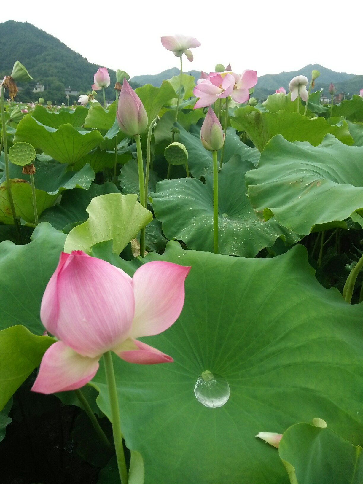 花都开好了#乡村荷叶塘[表情][表情][表情]_帖子_oppo手机官方社区