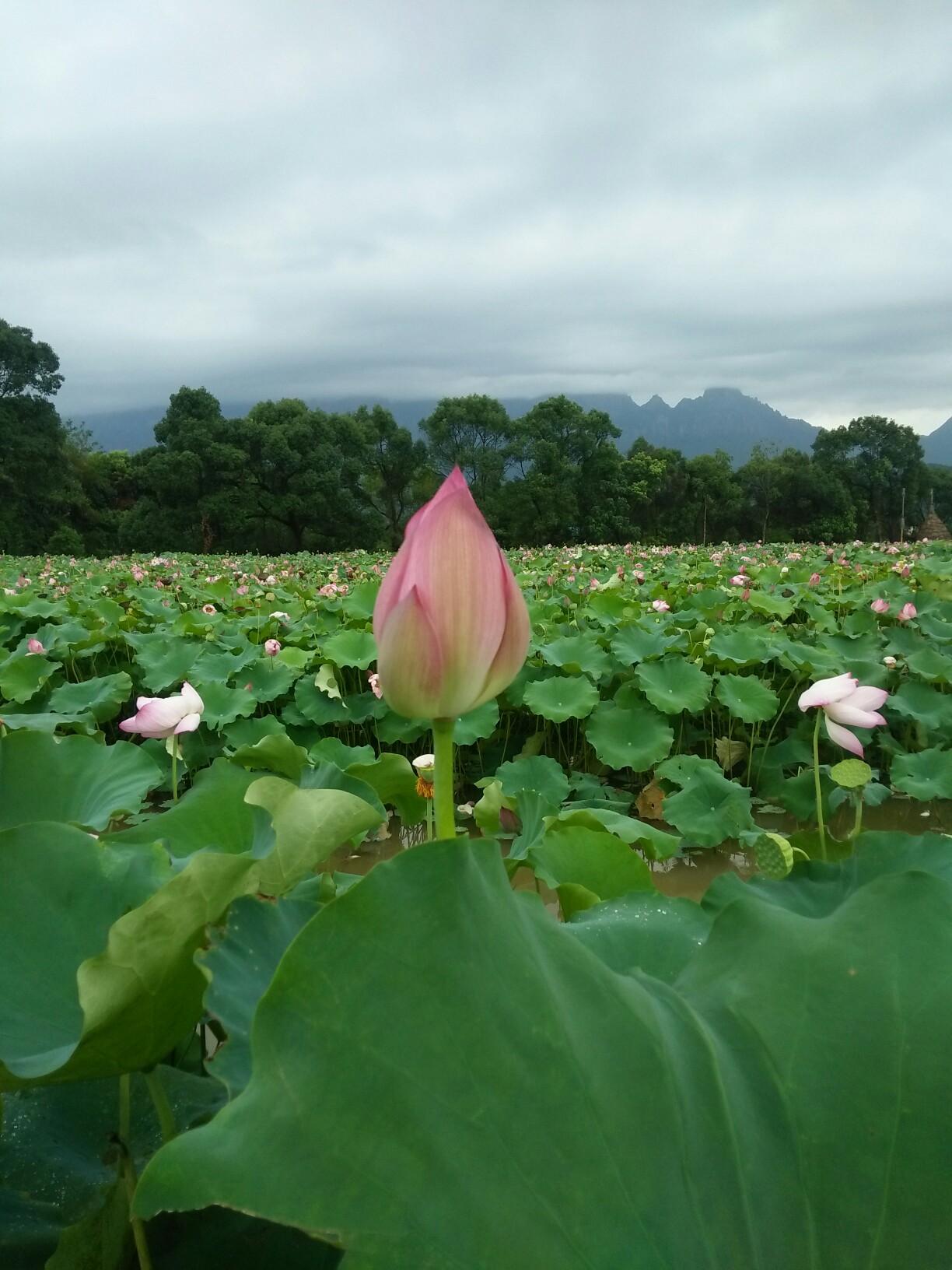 花都开好了#乡村荷叶塘[表情][表情][表情]_帖子_oppo手机官方社区