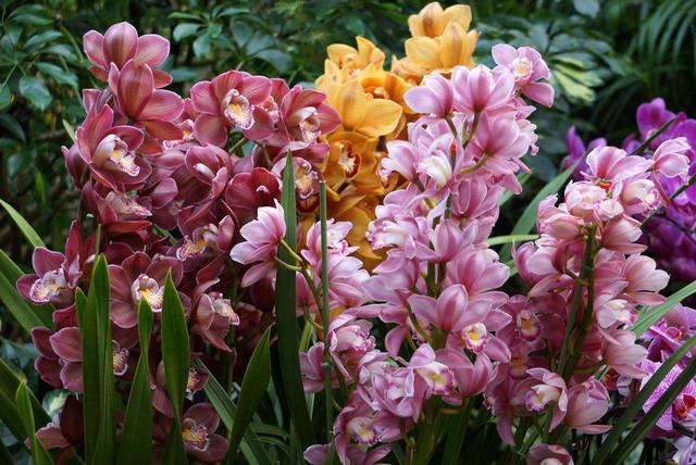 多色兰_帖子_oppo手机官方社区