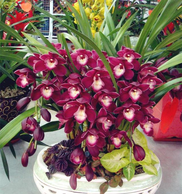 多色兰_帖子_oppo手机官方社区