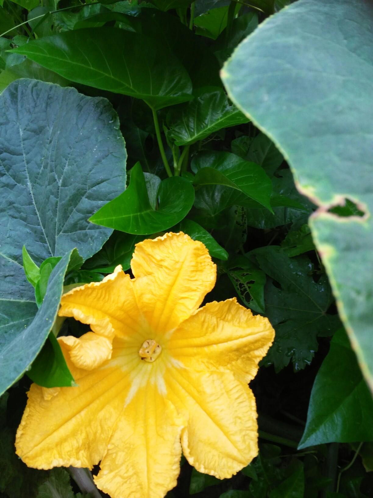 迎着朝露盛开的北瓜花