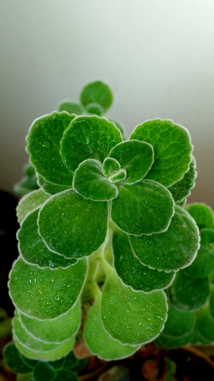 碰碰香_帖子_oppo手机官方社区