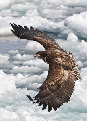 大鹏展翅恨天低